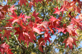 Liquidambar formosana - Formosa Sweetgum