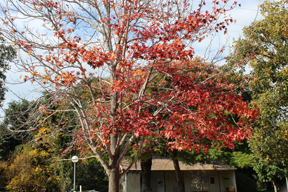 Liquidambar formosana