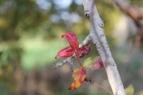 Pistacia atlantica - close up