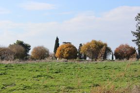 Pistacia atlantica