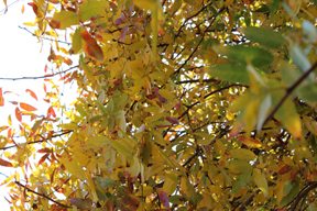 Pistacia atlantica - red/yellow fall color