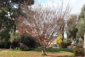 Zelkova Serrata - Japanese Zelkova